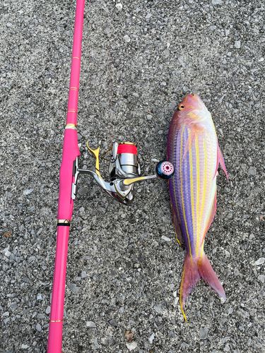 イトヨリダイの釣果