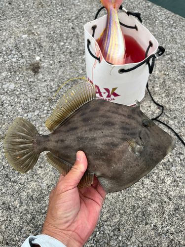 カワハギの釣果