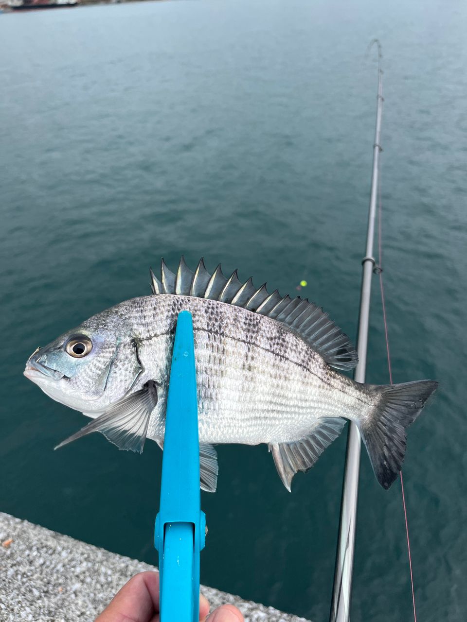 SHIMANO 22鱗海 (りんかい) リミテッド 0-530の最安値・インプレ・釣果
