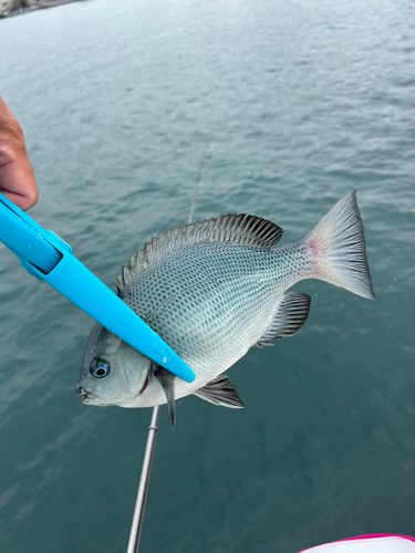 クチブトグレの釣果