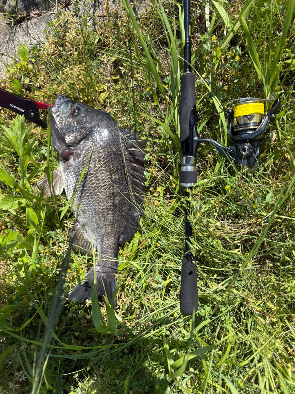 DAIWA 23シルバーウルフ 76ML-S・Wの最安値・インプレ・釣果 | 本音の