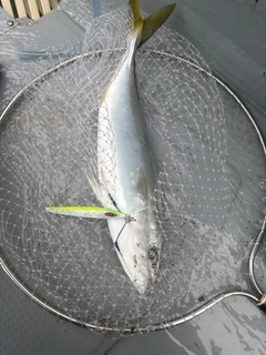 ヤズの釣果