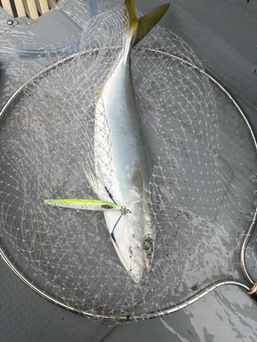 ヤズの釣果