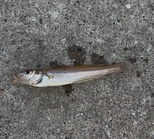 シロギスの釣果