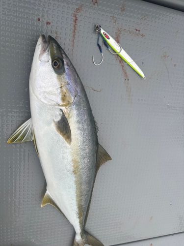 ヒラマサの釣果