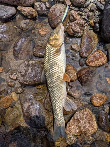 ニゴイの釣果
