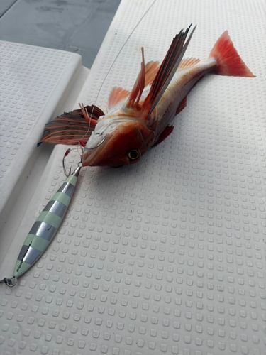 ホウボウの釣果