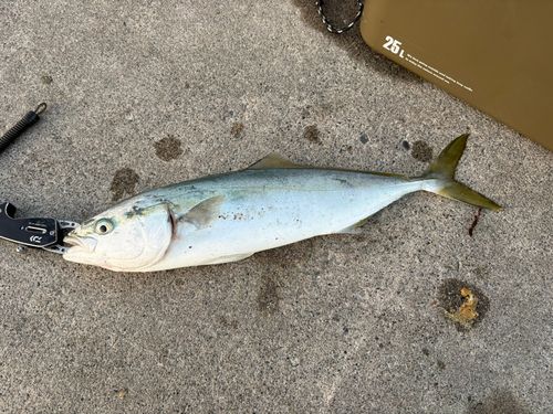 イナダの釣果