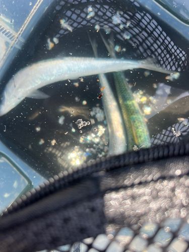 イワシの釣果
