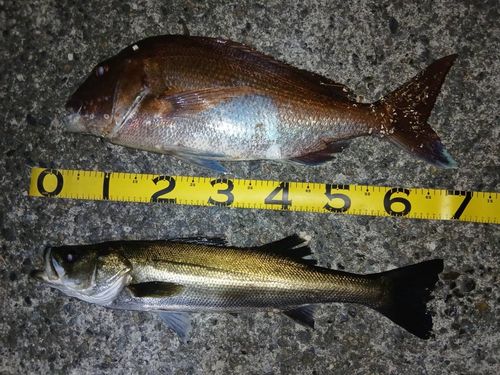 マダイの釣果