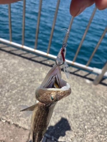 エソの釣果