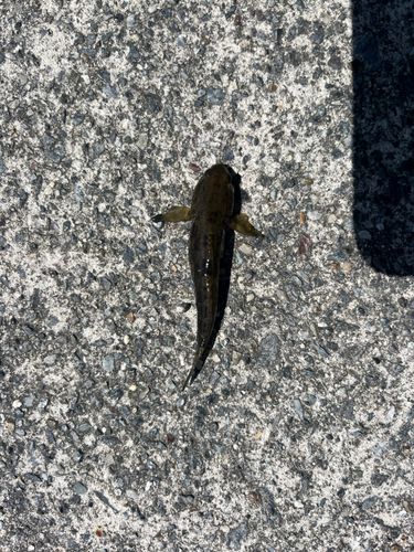 ハゼの釣果