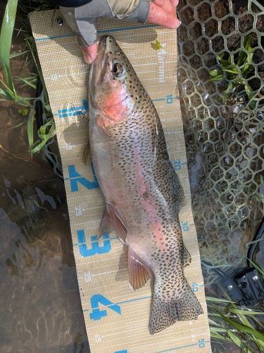 ニジマスの釣果