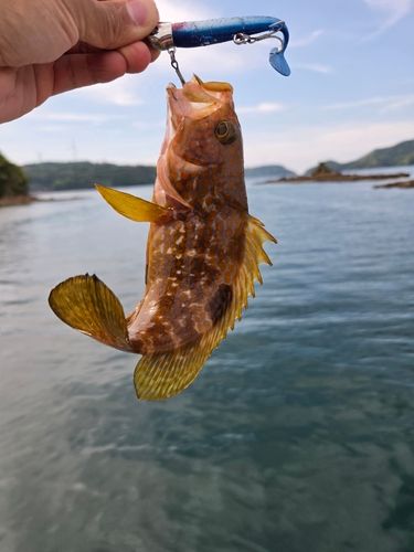 キジハタの釣果