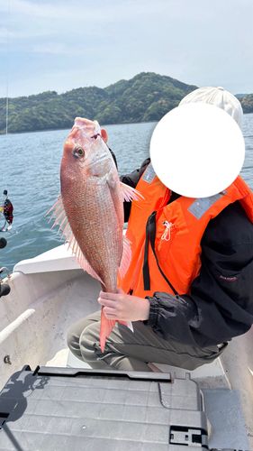 マダイの釣果