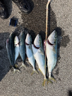 ワラサの釣果