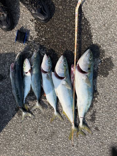 ワラサの釣果