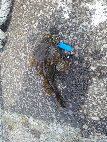 カジカの釣果