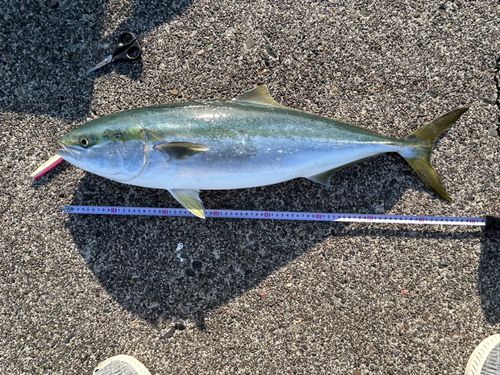 ブリの釣果