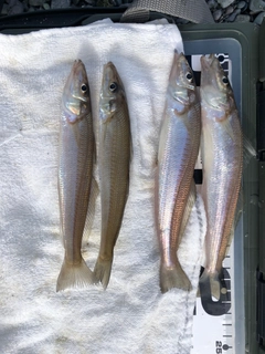 シロギスの釣果