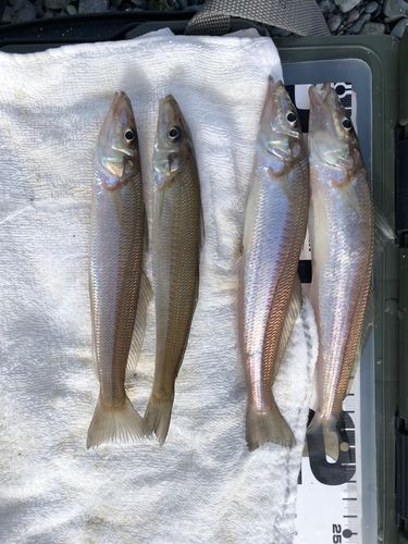 シロギスの釣果