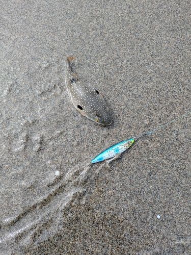 フグの釣果