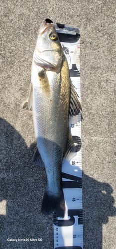 シーバスの釣果