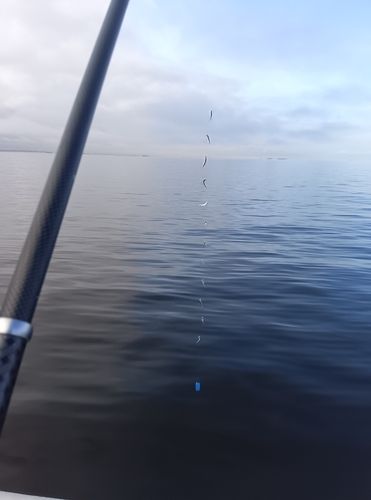 ハゼの釣果