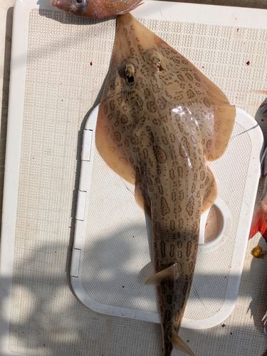 サカタザメの釣果