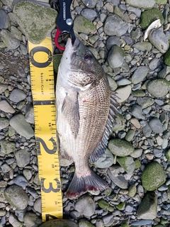 クロダイの釣果
