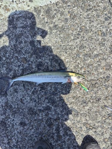 サゴシの釣果