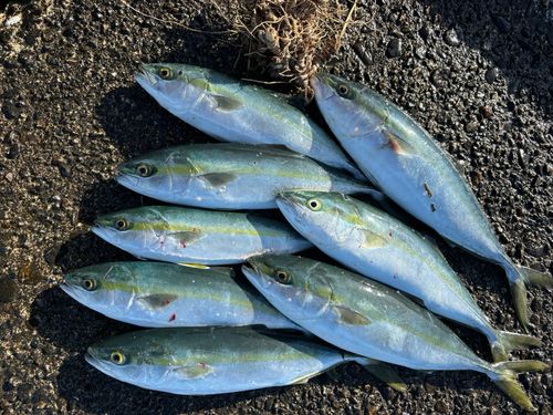 フクラギの釣果