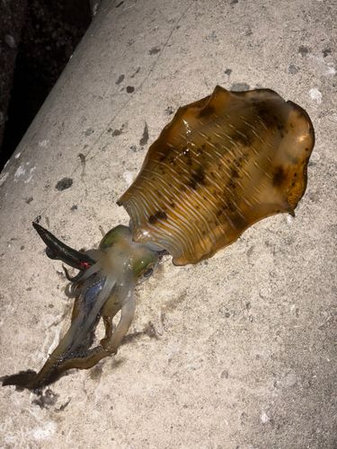 アオリイカの釣果