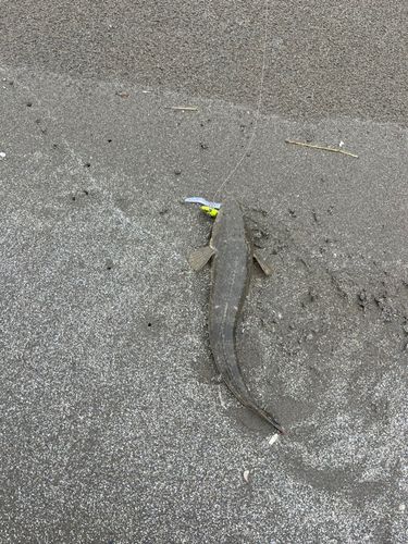 コチの釣果