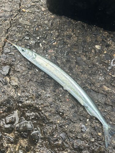 サヨリの釣果