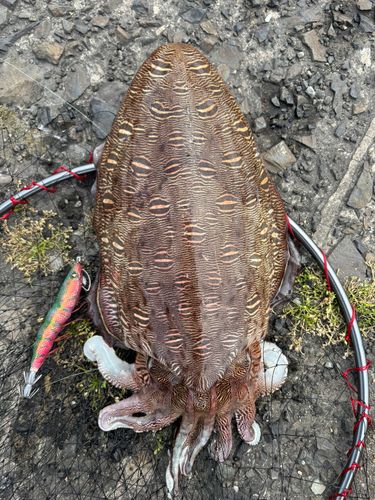 モンゴウイカの釣果