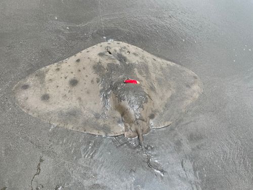 ツバクロエイの釣果