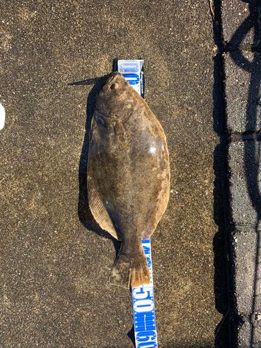 ヒラメの釣果