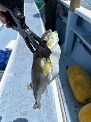 シロサバフグの釣果