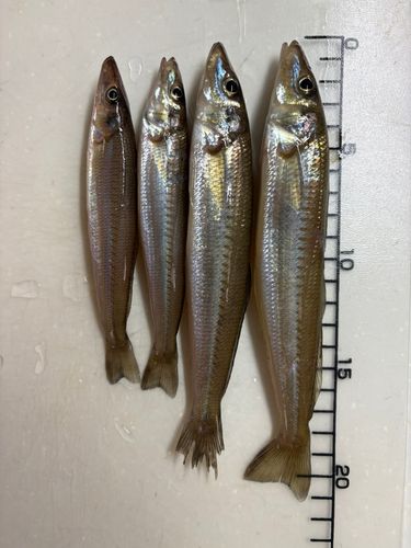 シロギスの釣果