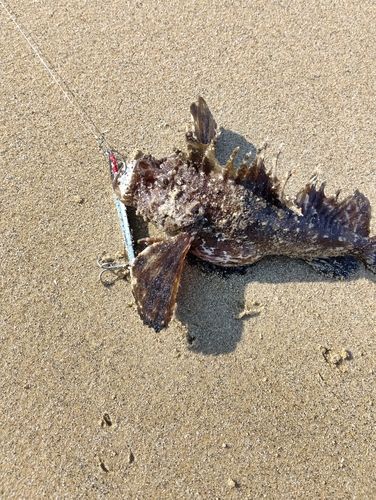オニオコゼの釣果