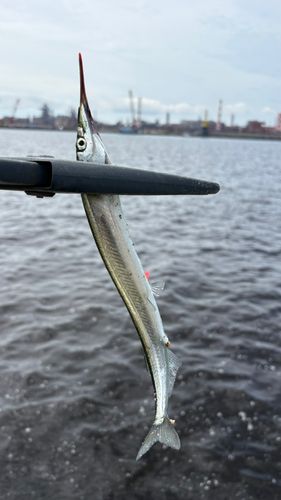 サヨリの釣果