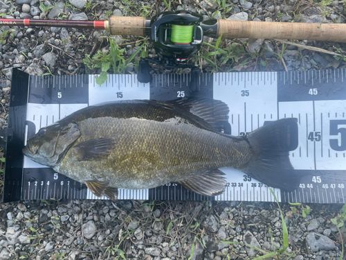 スモールマウスバスの釣果