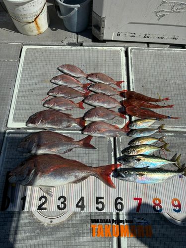 タイの釣果