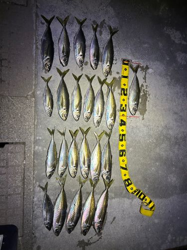 アジの釣果