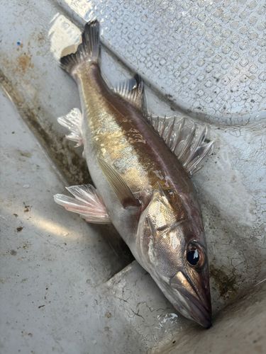アラの釣果