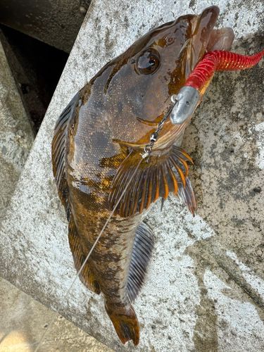 アイナメの釣果