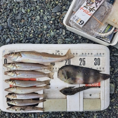シロギスの釣果