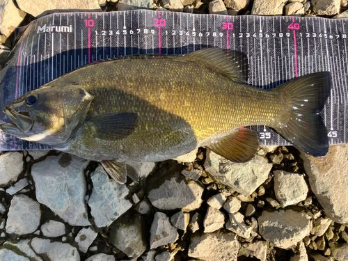 スモールマウスバスの釣果