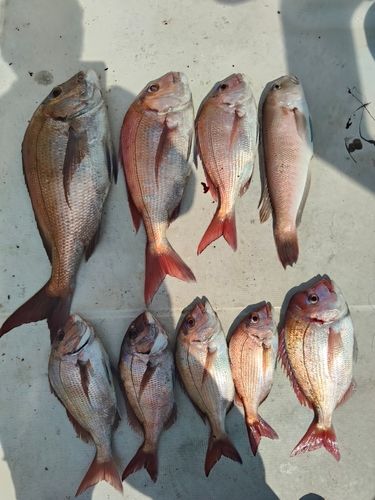 マダイの釣果